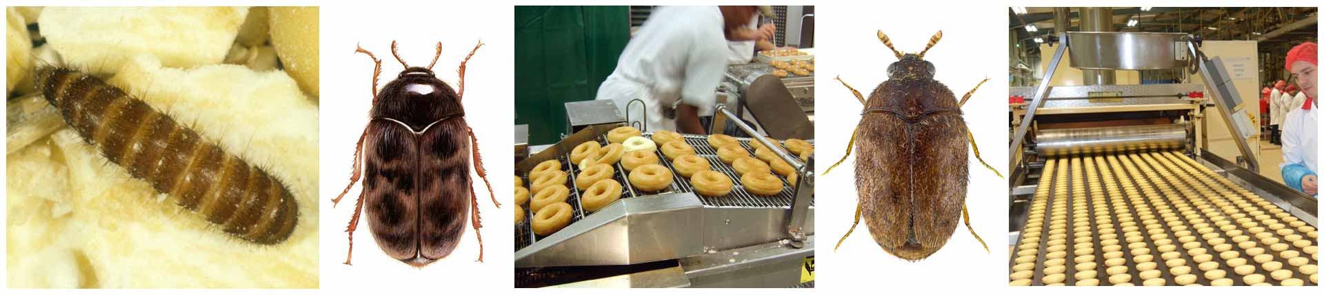 IPMIC - Independent Pest Consultancy